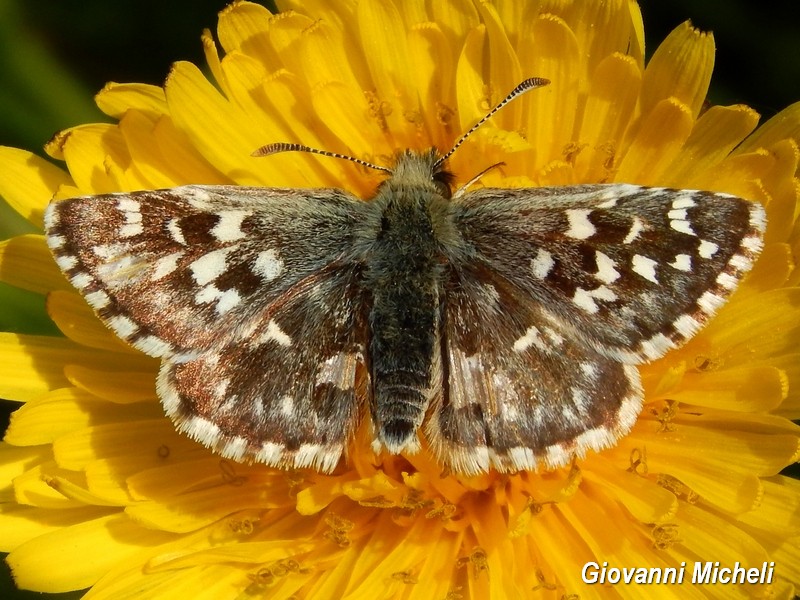 Esemplari di Pyrgus da identificare - Tutti Pyrgus malvoides
